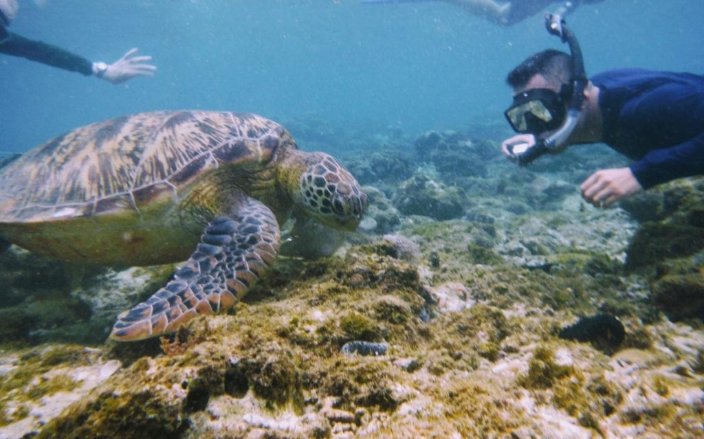 Dive with the sea turtles on Apo Island Philippines